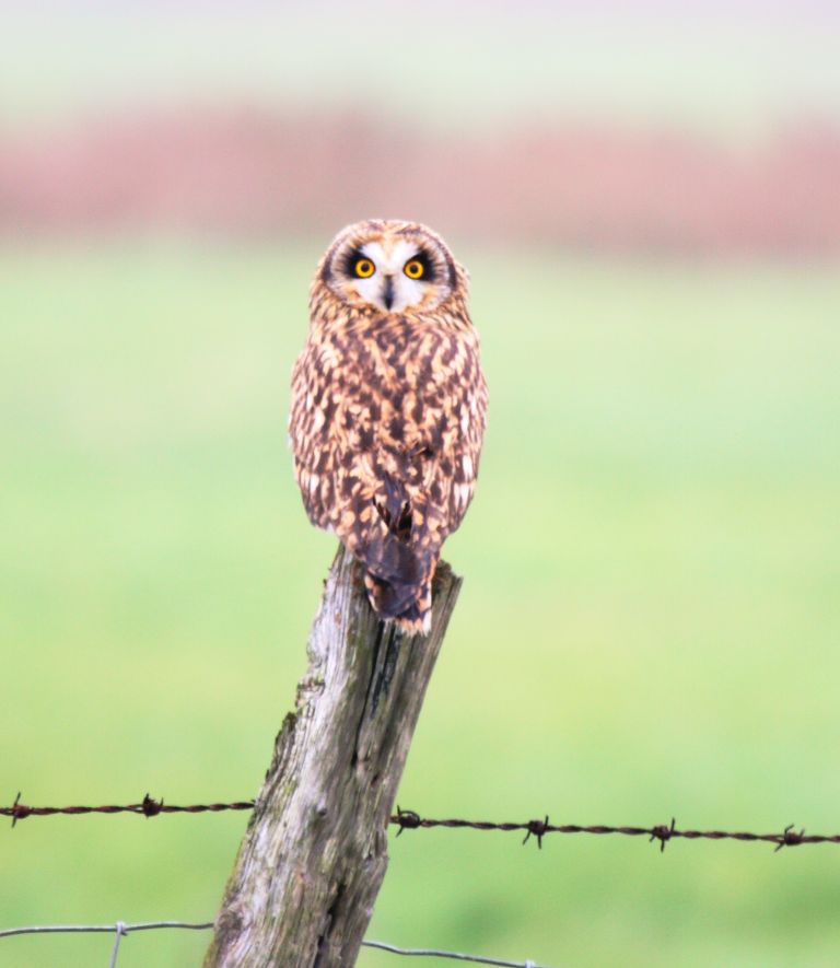 Short-eared Owl