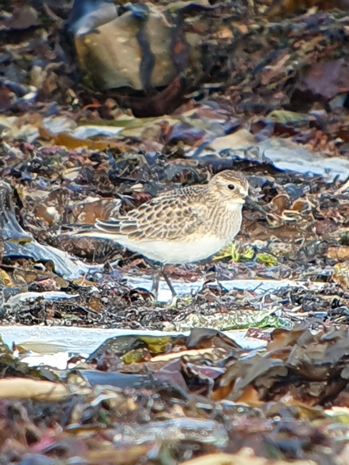 Baird's Sandpiper
