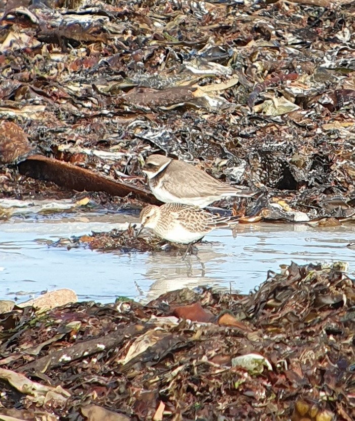 Baird's Sandpiper