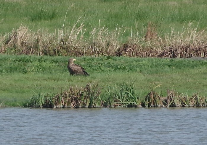 White-tailed Eagle
