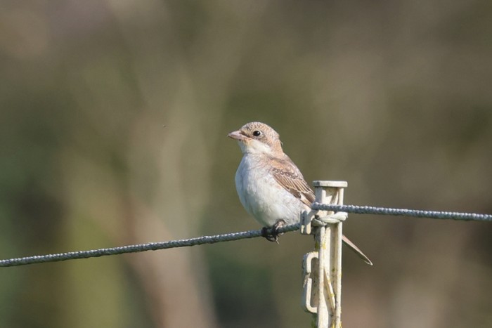 Woodchat Shrike