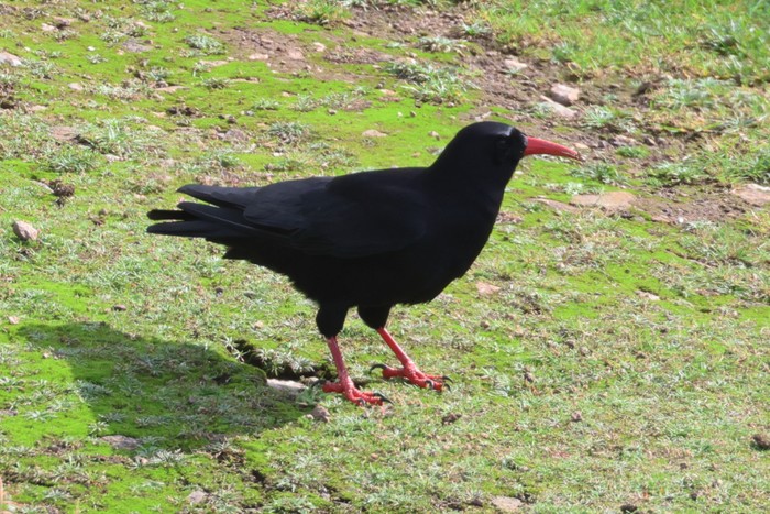 Chough