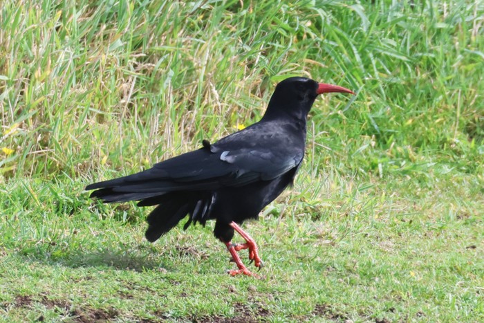 Chough
