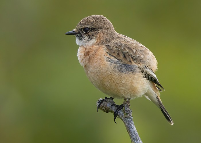 Siberian Stonechat