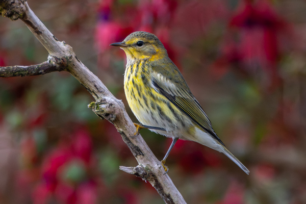 Cape May Warbler