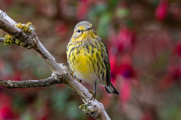 Cape May Warbler