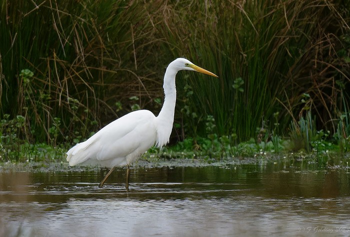 Great White Egret