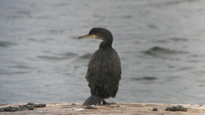 Shag