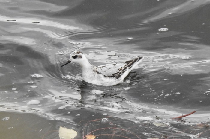 Grey Phalarope