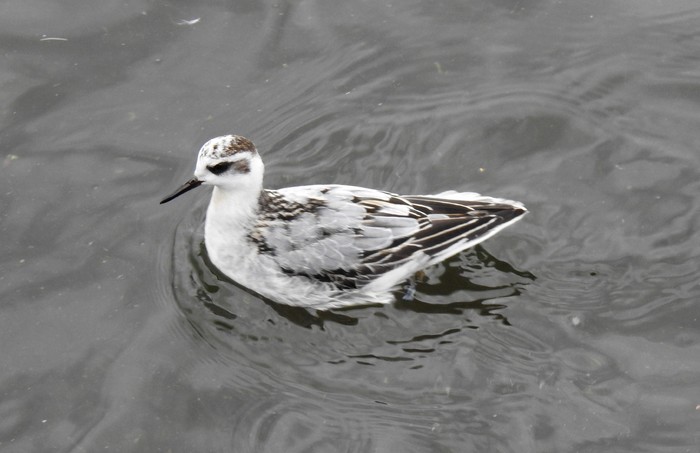 Grey Phalarope