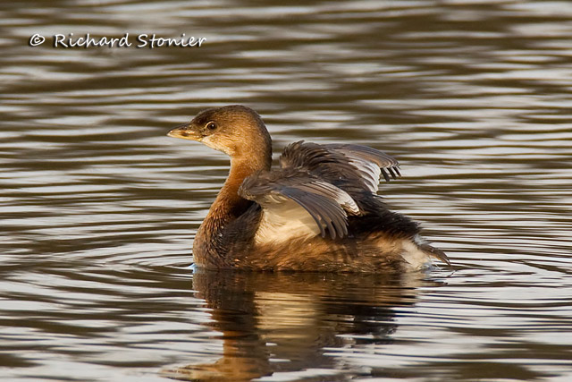 Pied-billed Grebe