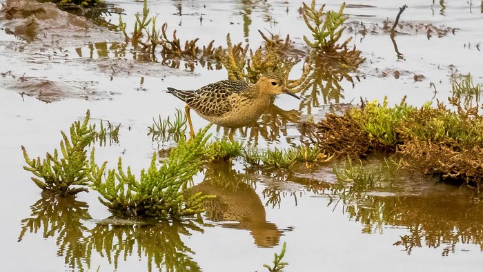 Buff-breasted Sandpiper