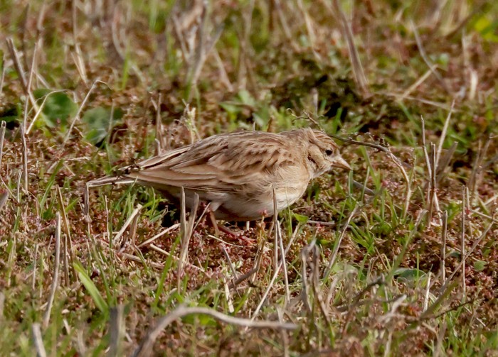 Short-toed Lark