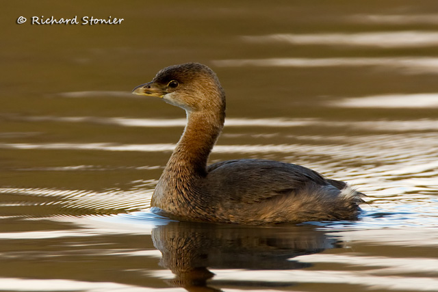 Pied-billed Grebe
