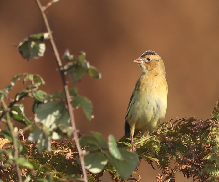 Bobolink