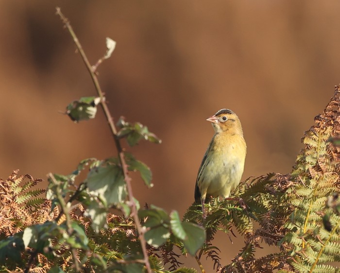 Bobolink