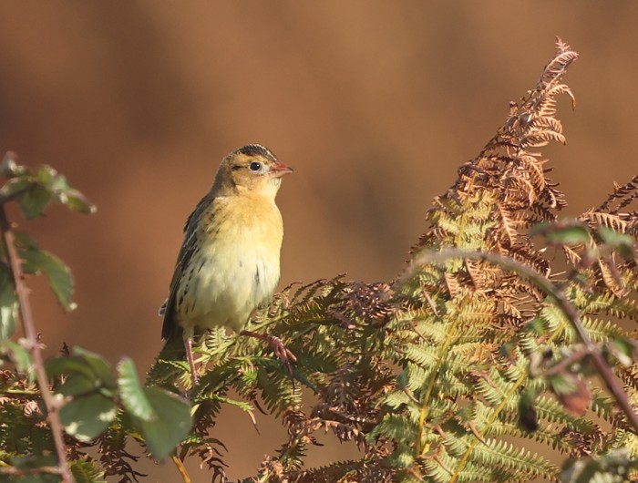 Bobolink