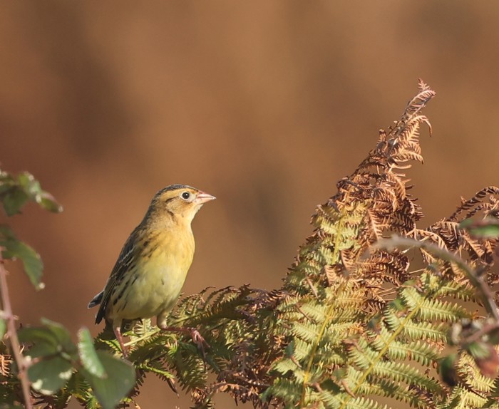 Bobolink