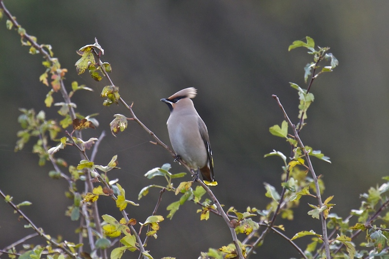 Waxwing
