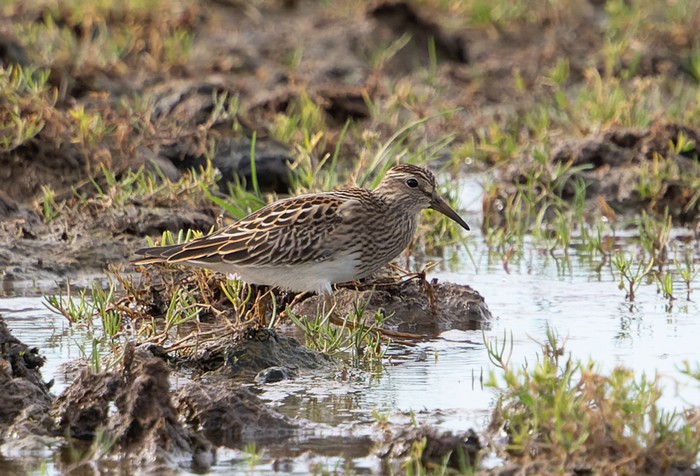 Pectoral Sandpiper