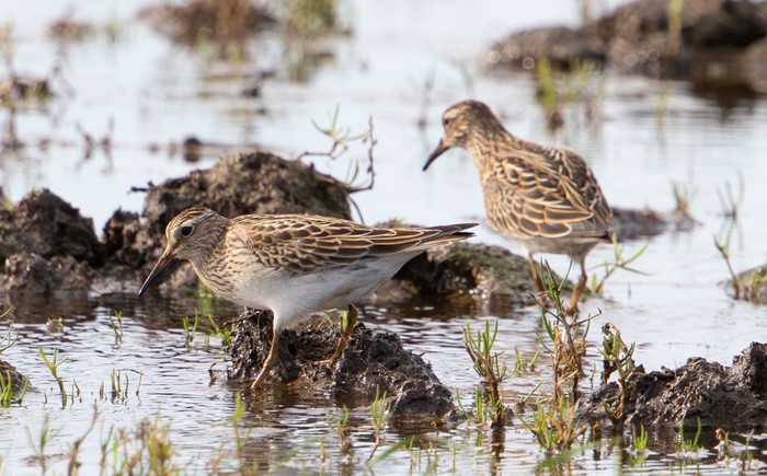Pectoral Sandpiper