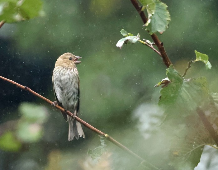 Common Rosefinch