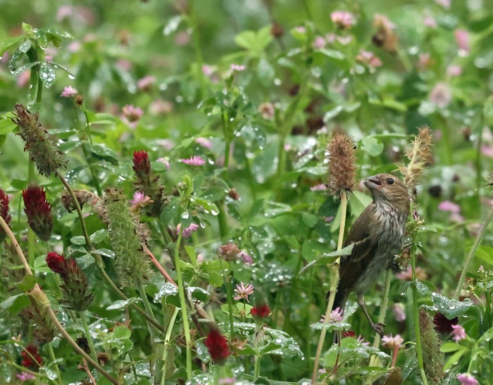 Common Rosefinch