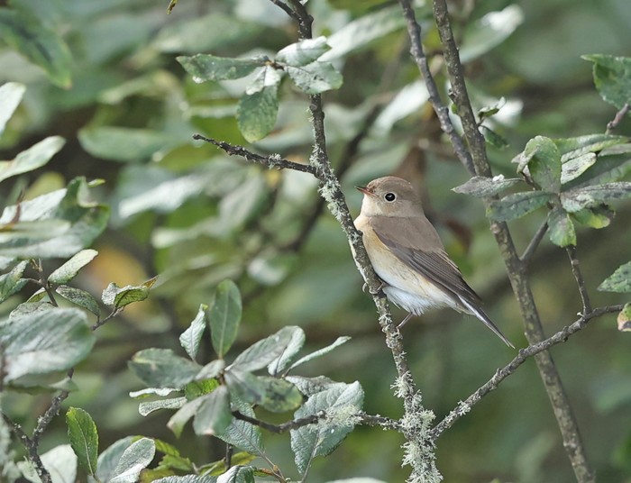 Red-breasted Flycatcher