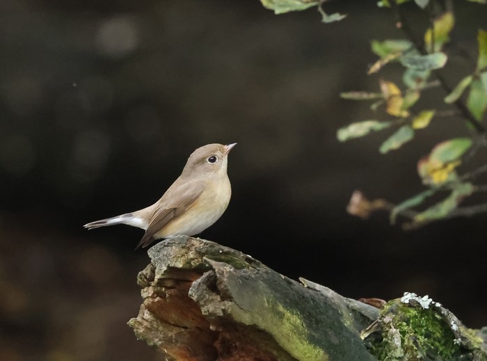 Red-breasted Flycatcher