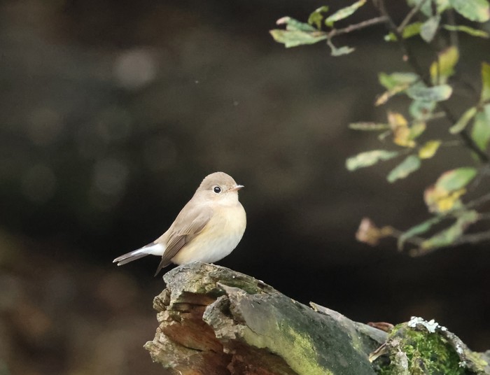 Red-breasted Flycatcher