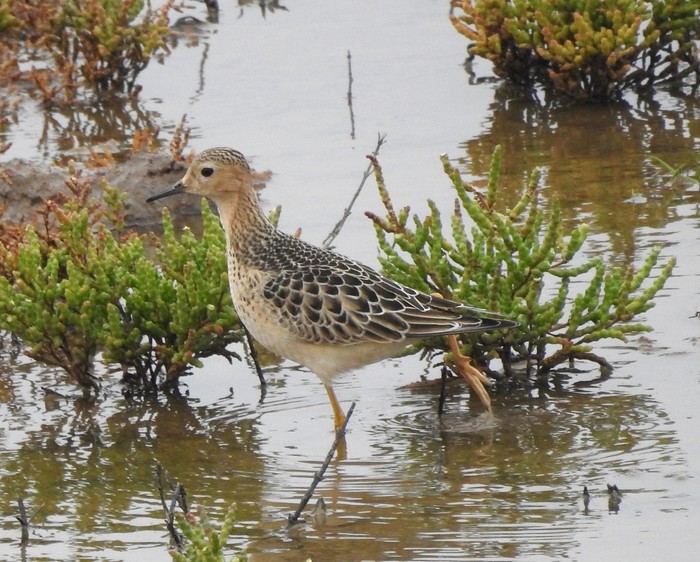 Buff-breasted Sandpiper