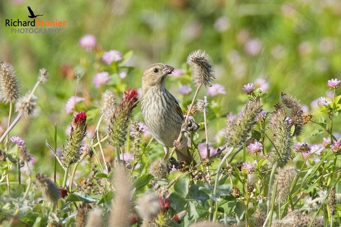 Common Rosefinch