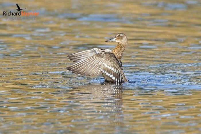 Garganey