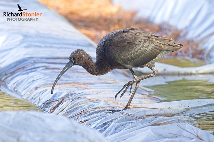 Glossy Ibis