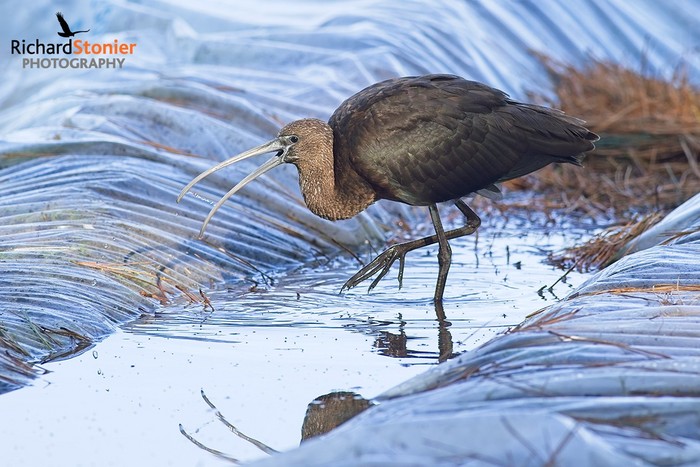Glossy Ibis