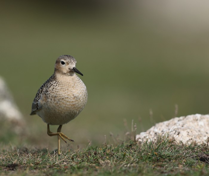 Buff-breasted Sandpiper
