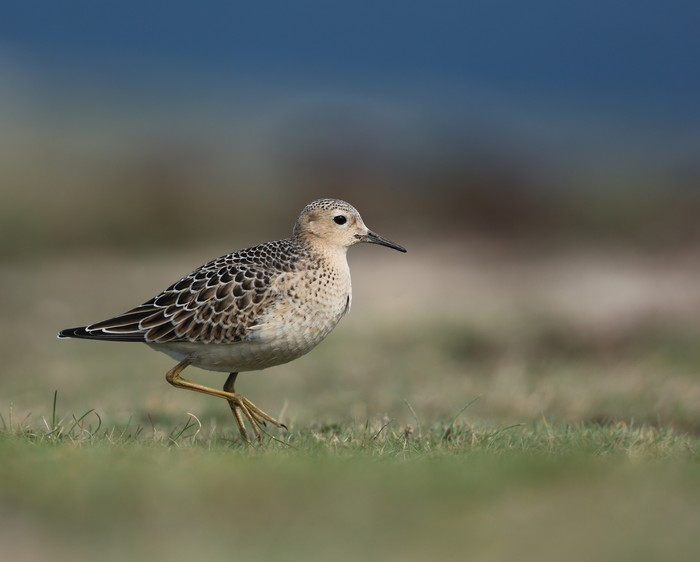 Buff-breasted Sandpiper