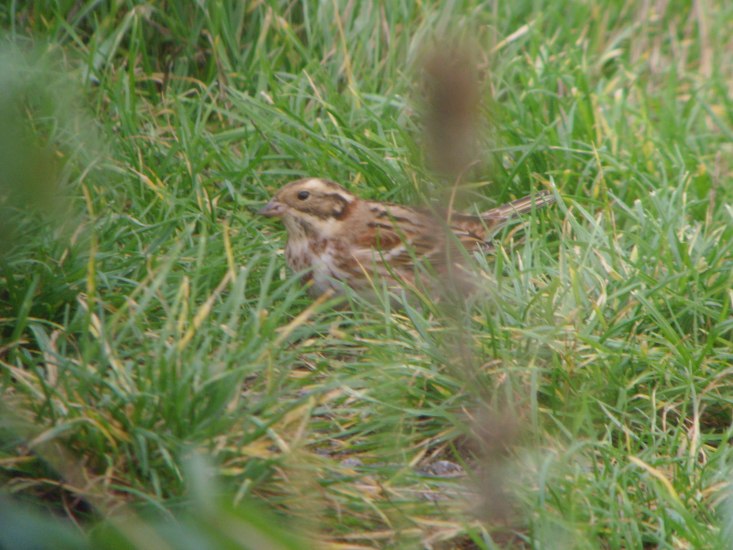 Rustic Bunting