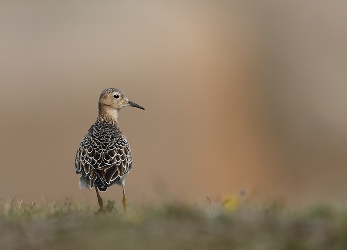 Buff-breasted Sandpiper