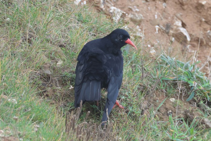 Chough