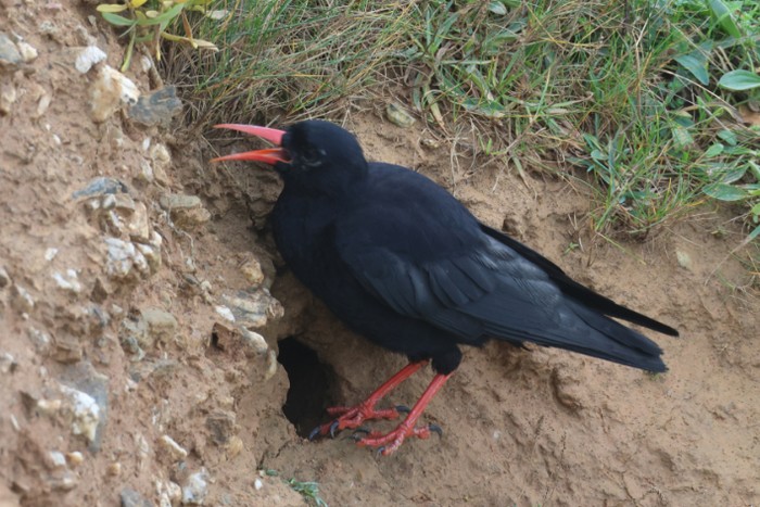 Chough