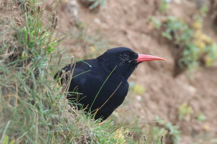 Chough