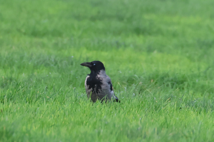 Hooded Crow