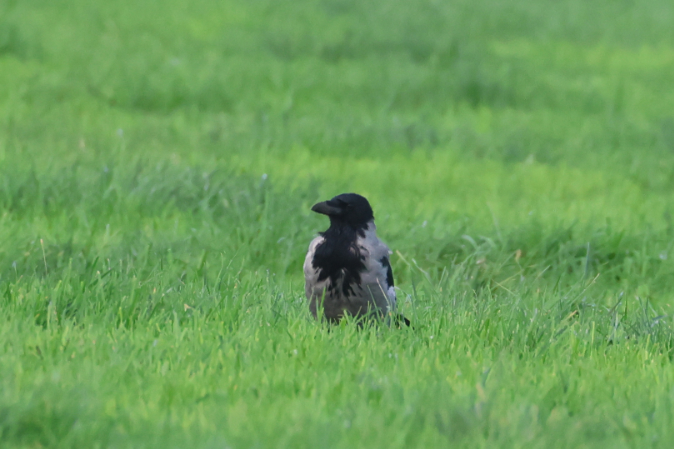 Hooded Crow