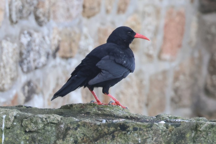 Chough