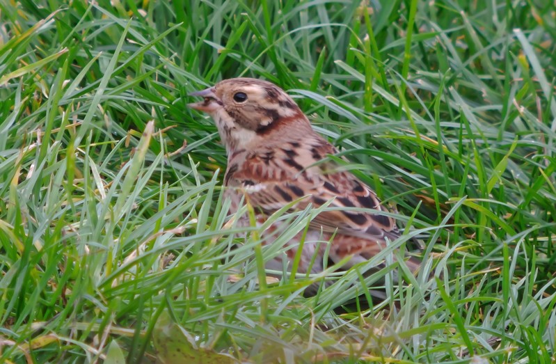 Rustic Bunting