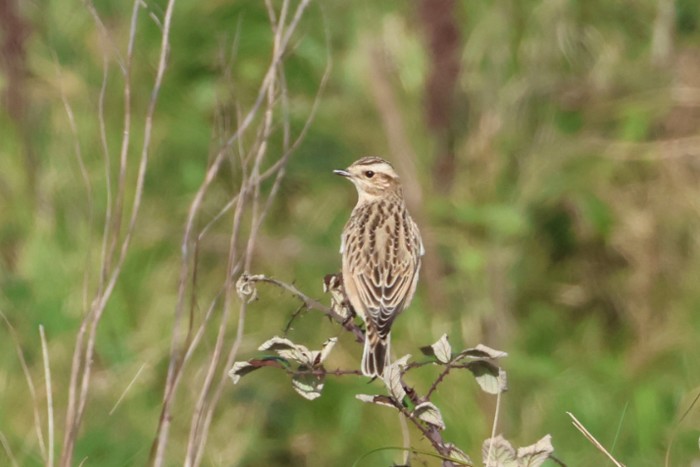 Whinchat