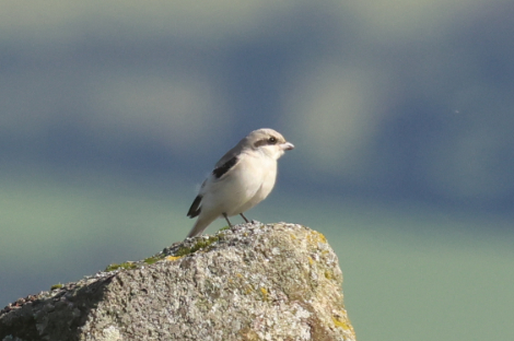 Lesser Grey Shrike