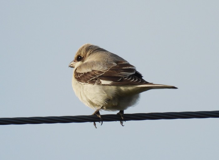 Lesser Grey Shrike