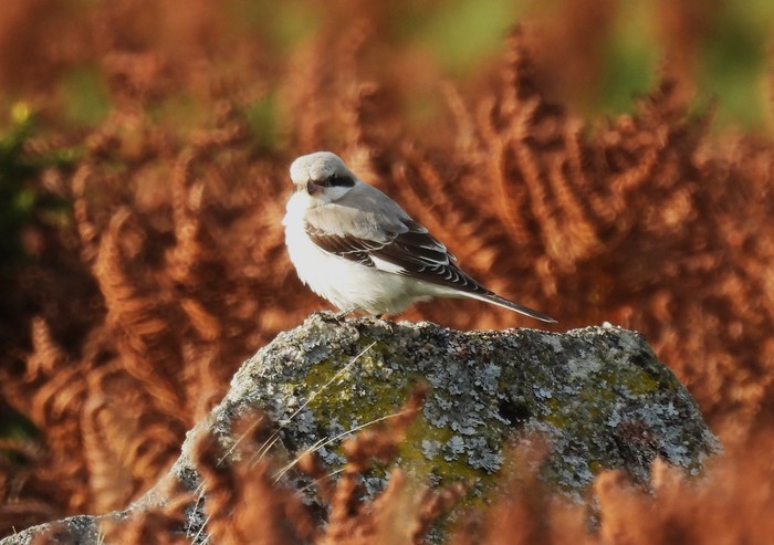 Lesser Grey Shrike